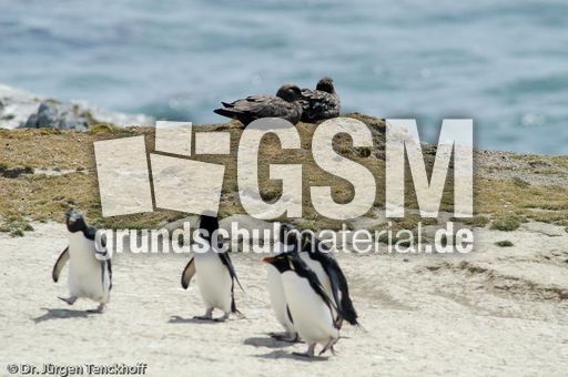 Felsenpinguine (20 von 40).jpg